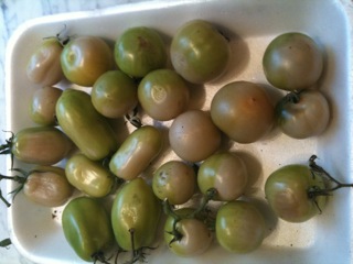 White tomatoes 2.JPG