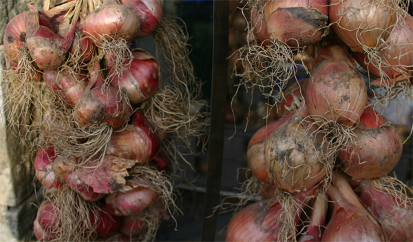 Shallots2.jpg