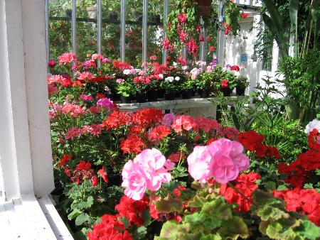 Geranium greenhouse 18-9-10.jpg