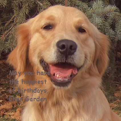 golden-retriever2.jpg