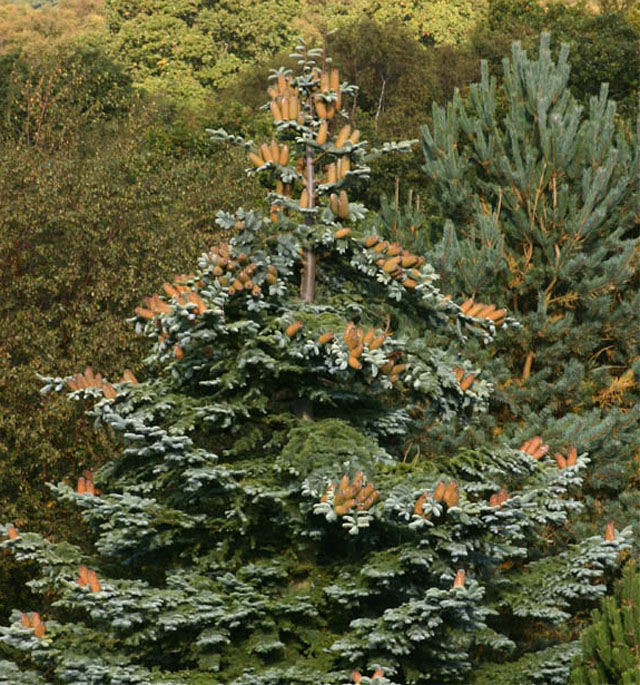 Noble Fir 2.jpg