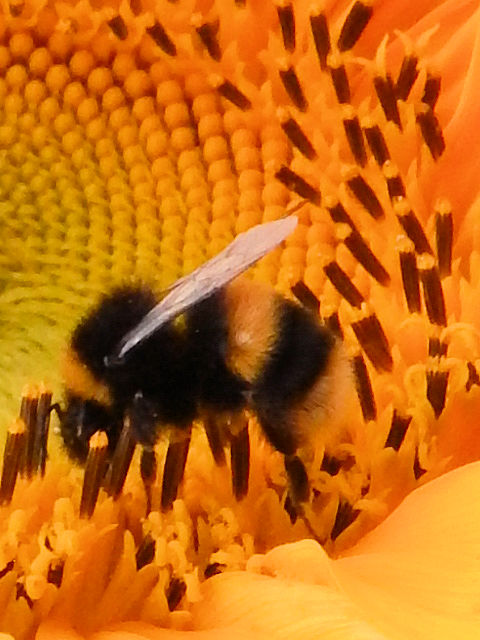 Bee on Ben .jpg