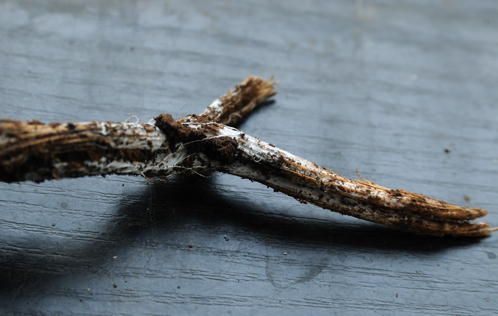 9942 Mycorrhizal fungi.jpg