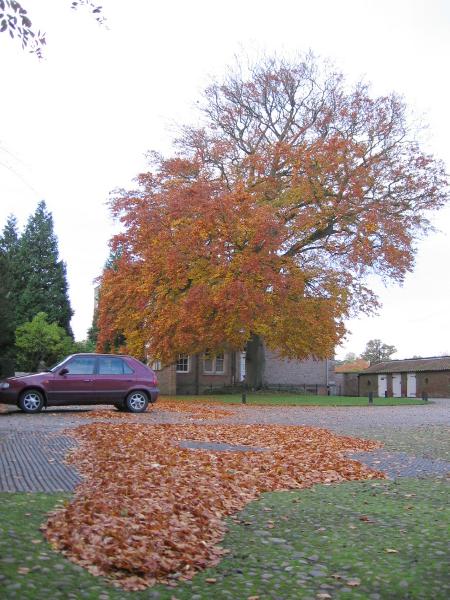 Courtyard 3-11-10.jpg