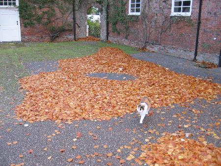 Courtyard leaves 3-11-10.jpg