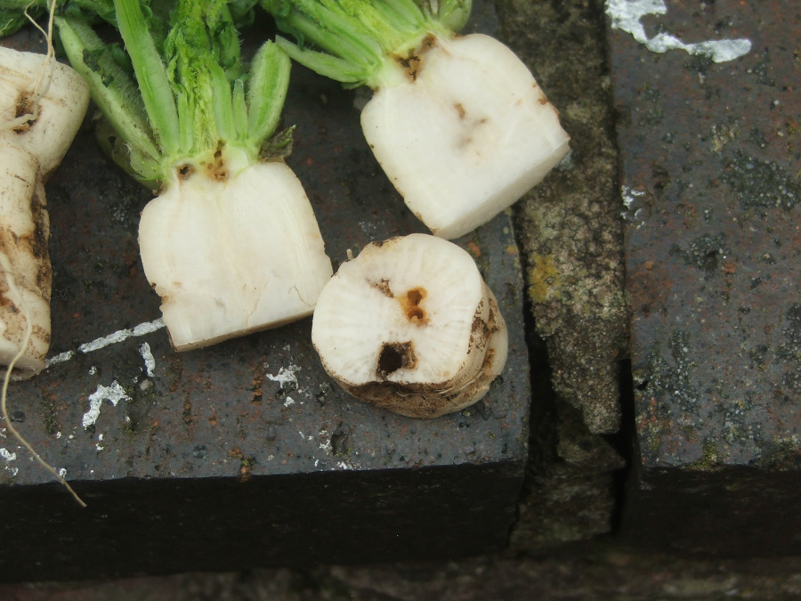 Daikon winter radish destroyed by rootfly.