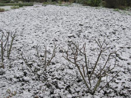 Cut flower area digging 25-11-10.jpg