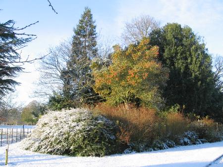 Hybrid Cockspur Thorn etc.jpg