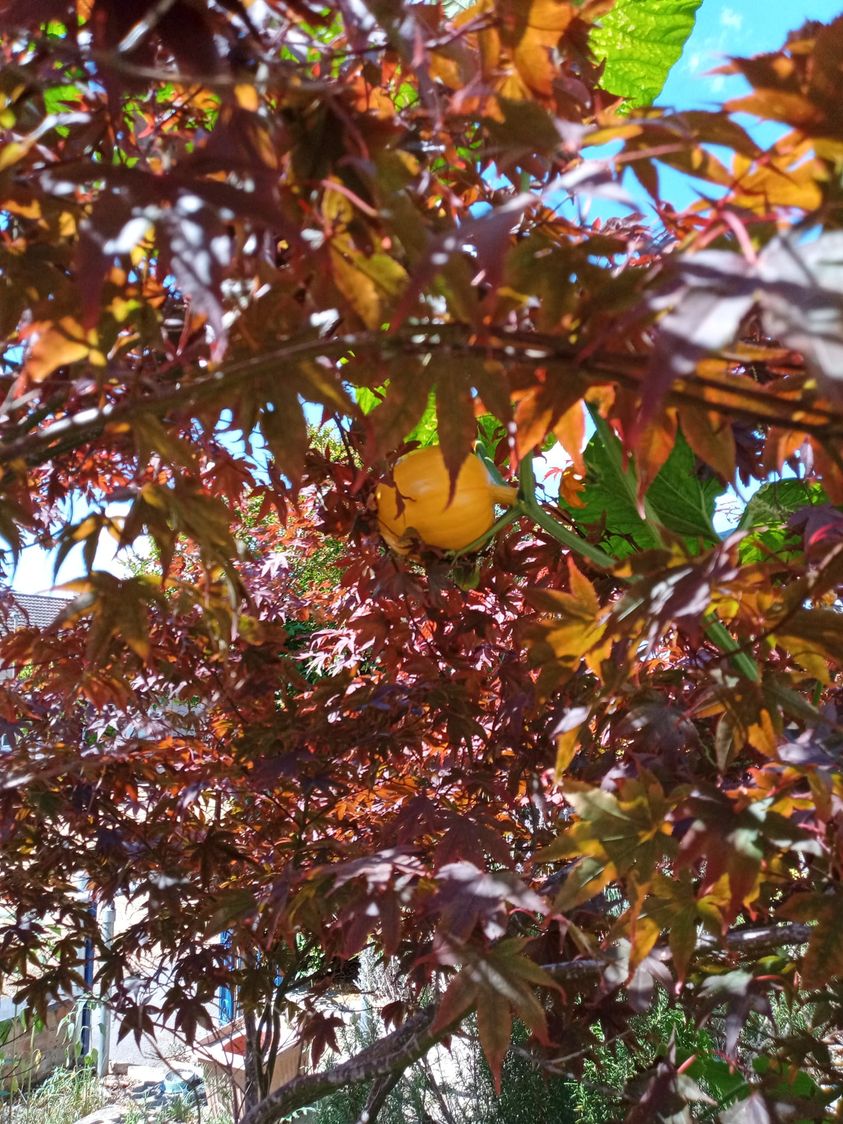 Pumpkin Up A Tree