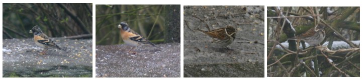 Birds.jpg