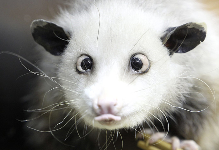 cross eyed opossum.jpg