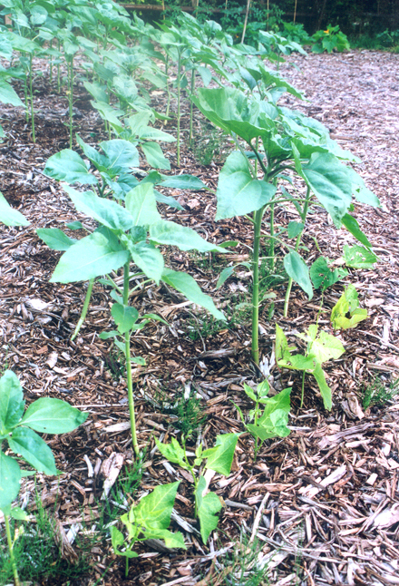 Beans in front, sunflowers behind