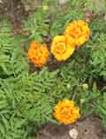 Tagetes patula