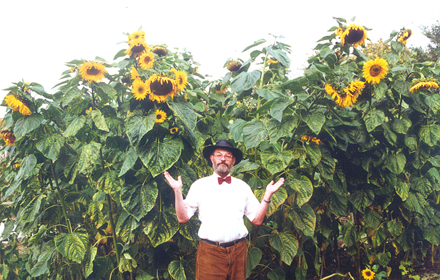 A sunflower 'forest' of more than 100 sunflowers