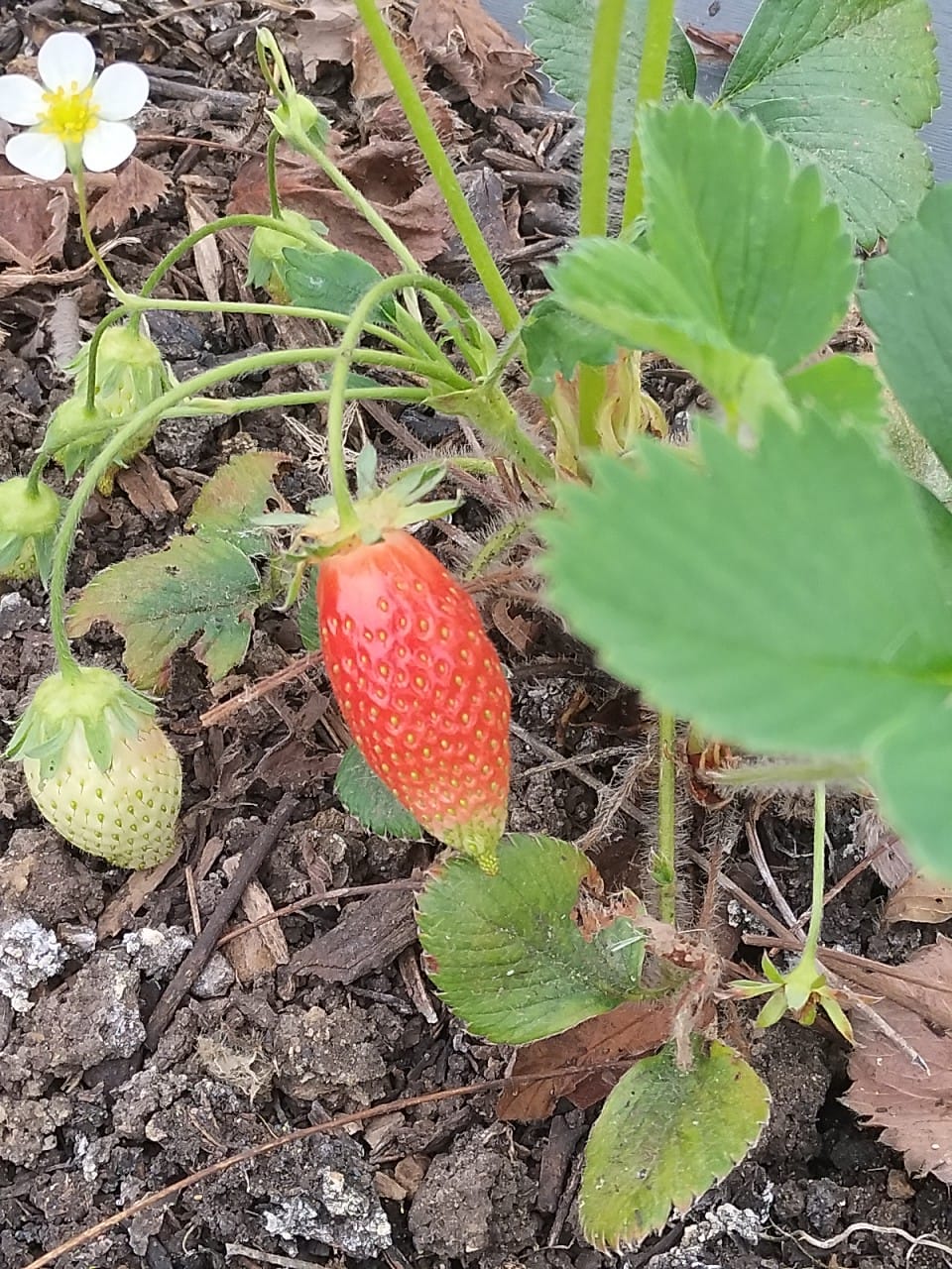 First strawb.jpg