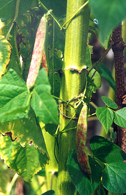 A bean twining happily up a sunflower