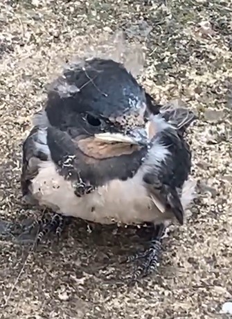 Screenshot 2024-06-21 165747.jpg