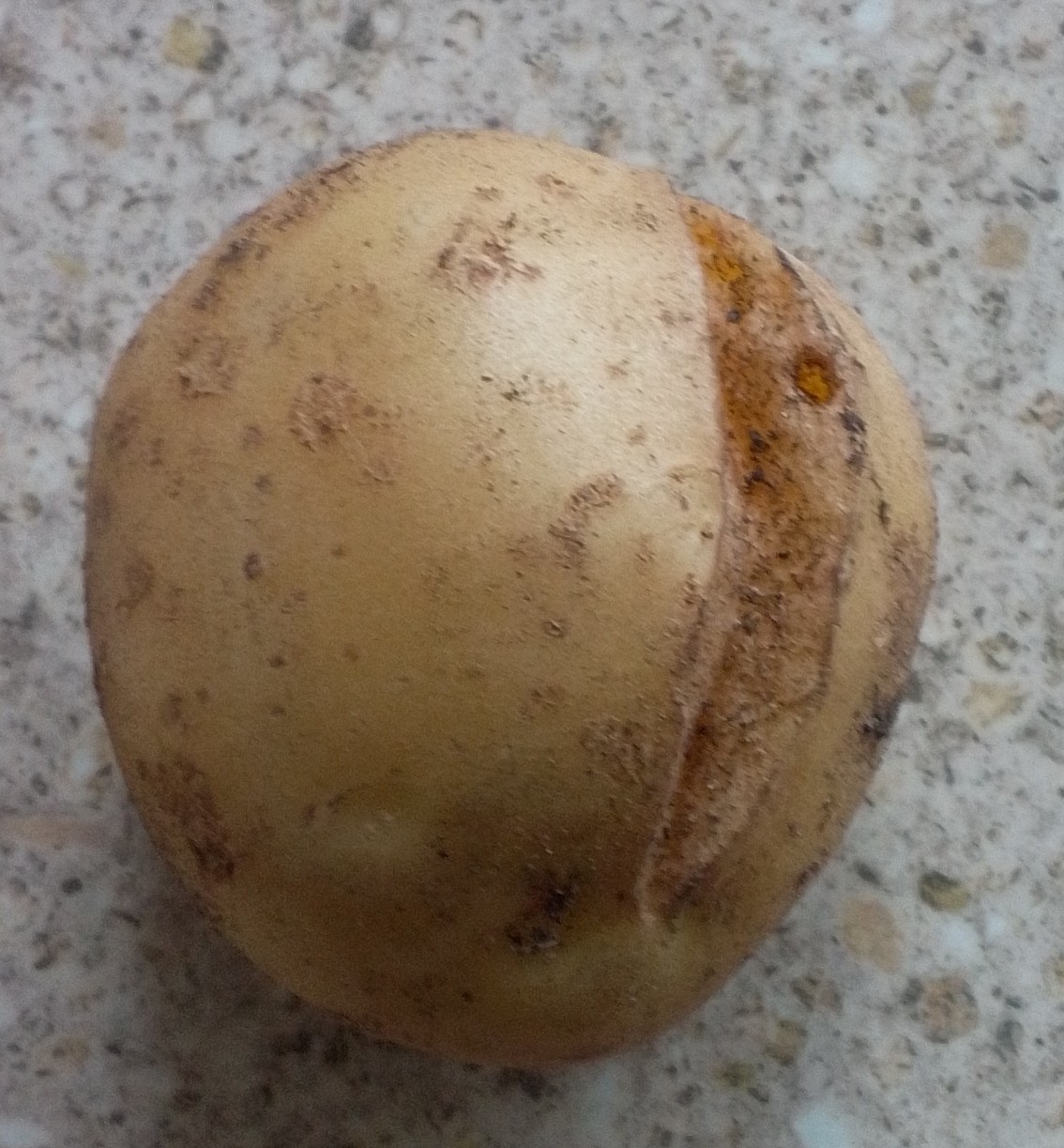 split spud (1).jpg