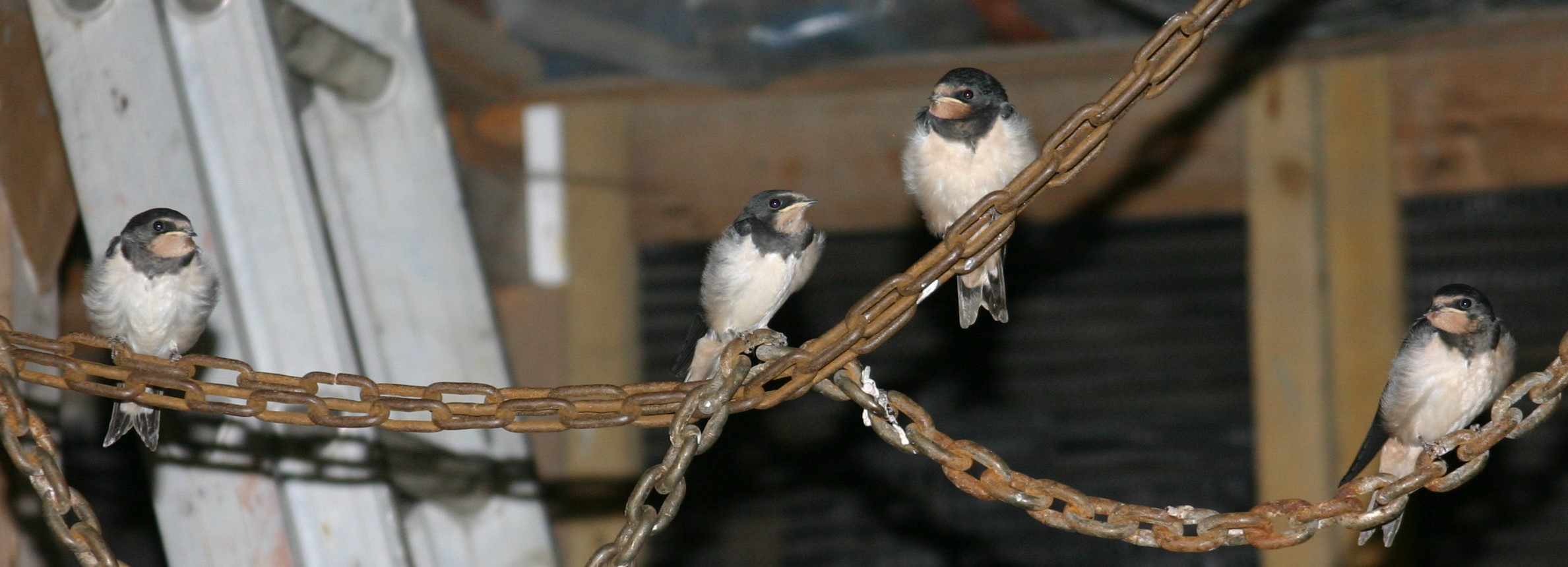 Swallows_2.JPG