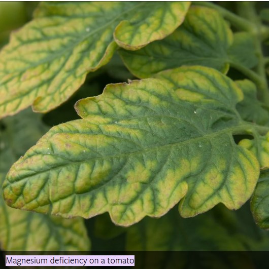 Screenshot 2025-06-09 191251.jpg