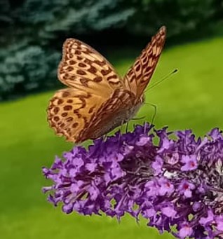 Screenshot 2025-08-23 100807.jpg