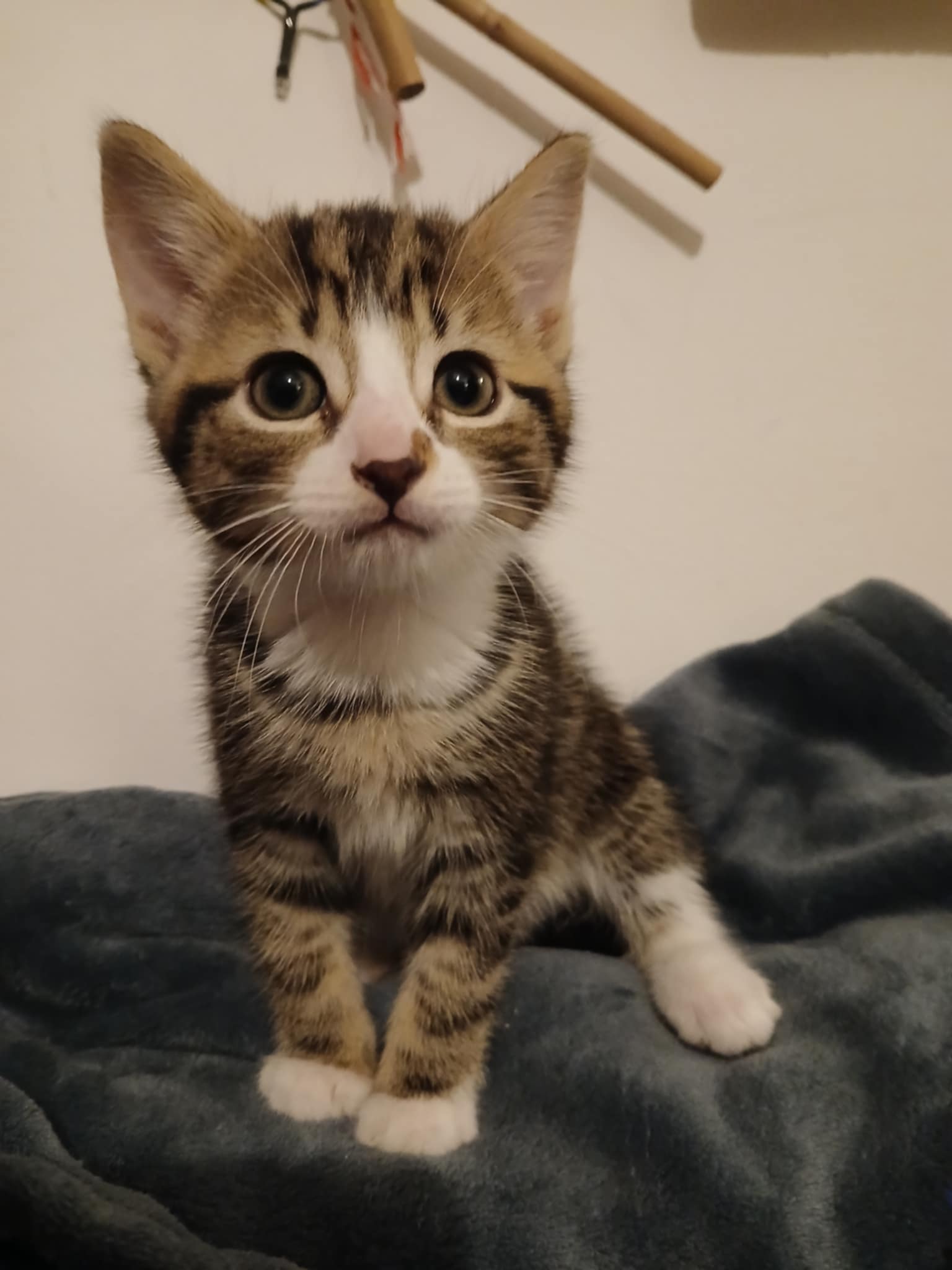 7af65d65-9afb-49ff-9950-f875935b2cbf (2).jpeg