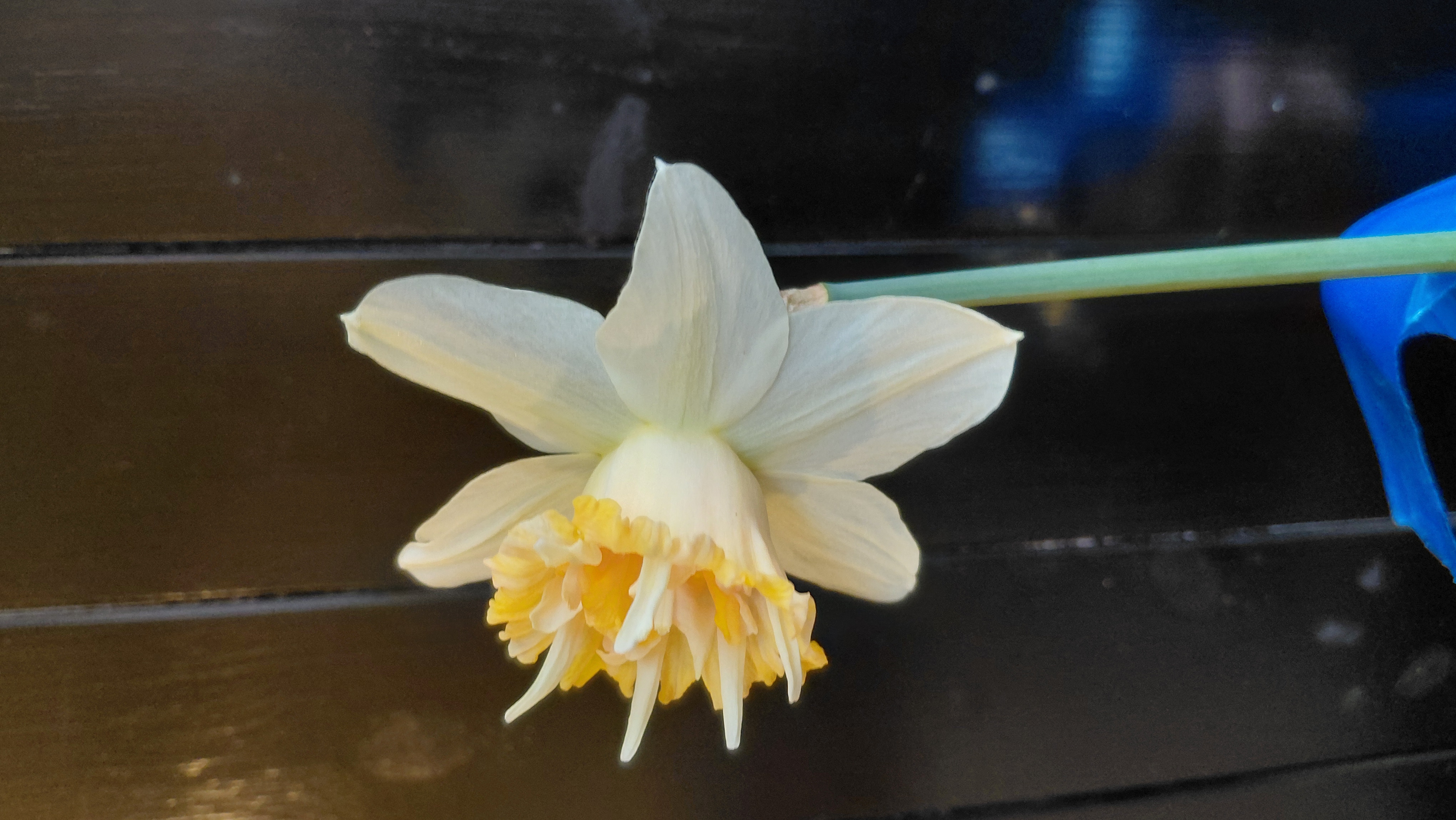 Narcis' Petite Four.jpg