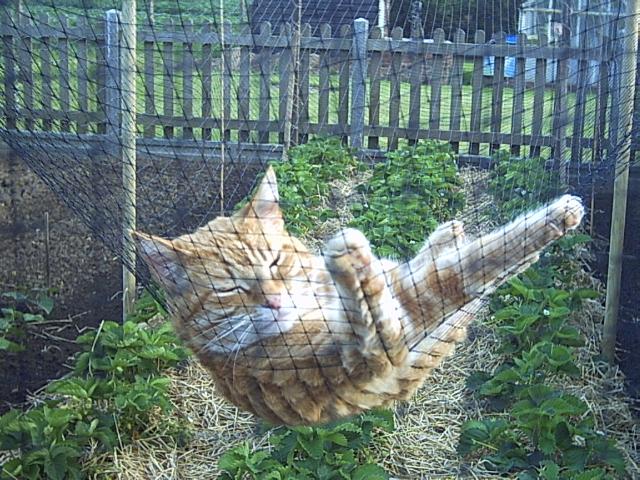 Cougar Cat 4-6-03.JPG