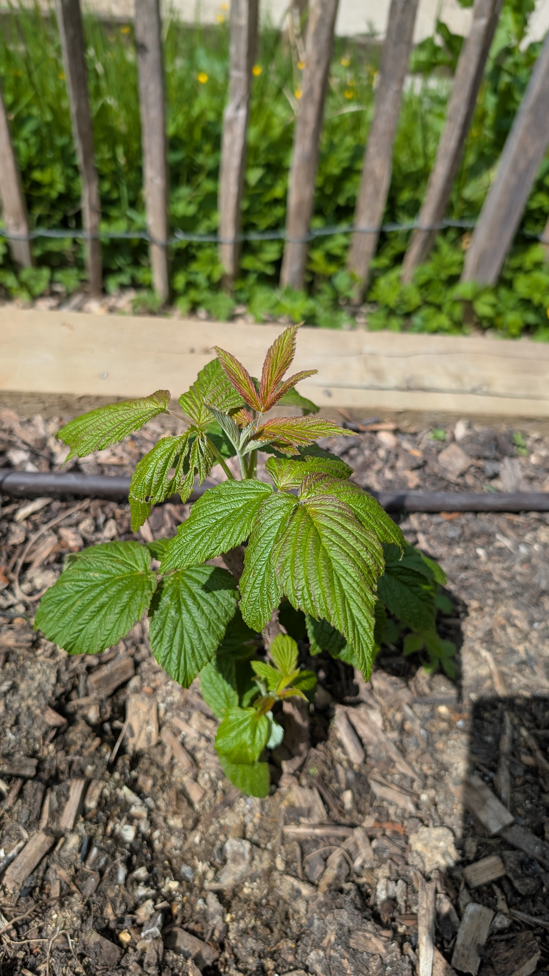 berry leaves.jpg