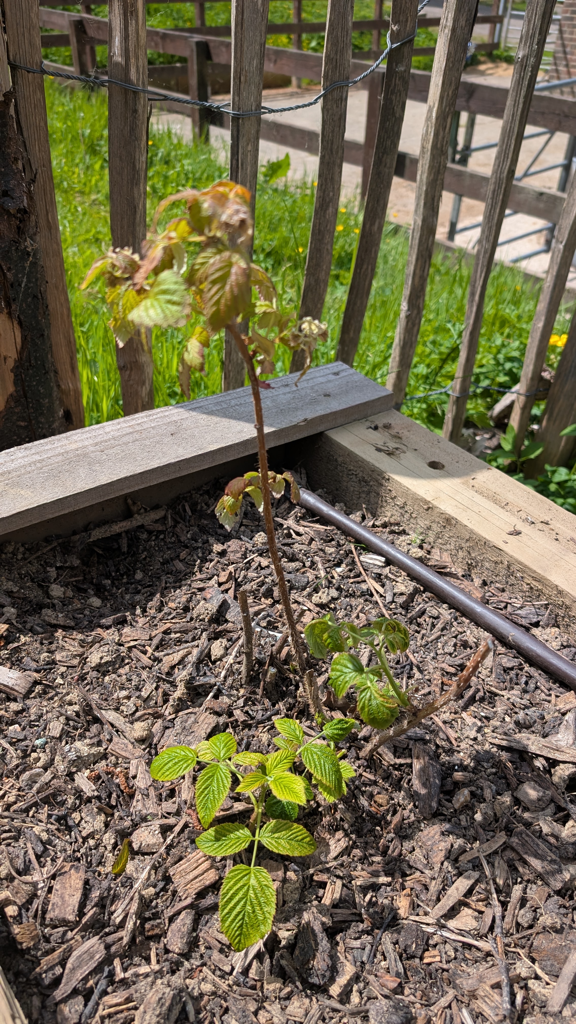 berry leaves 1.jpg