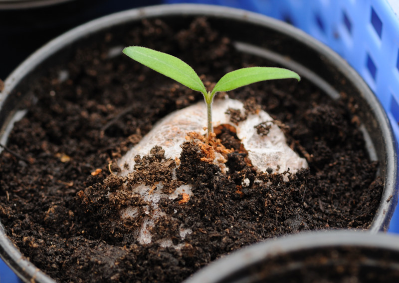 1962-Tomato in Jiffy.jpg