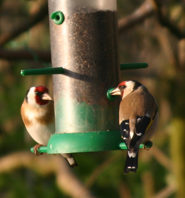 Goldfinches.jpg