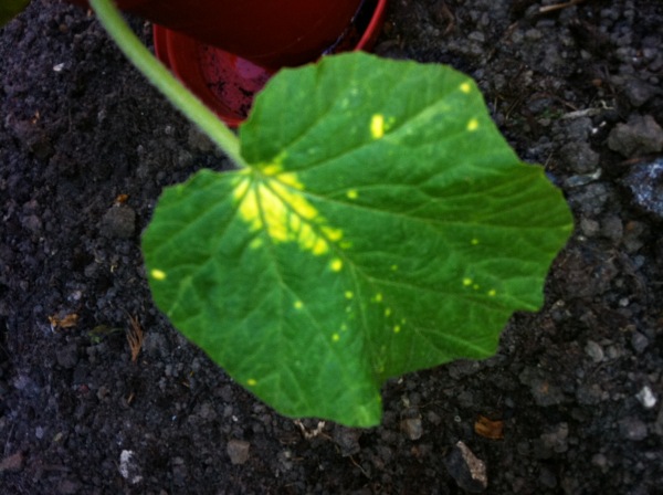 Picture of leaf