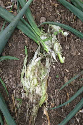 IMG_0653 Onion eaten by badgers.jpg