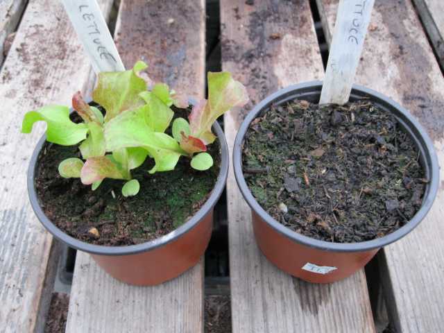 Lettuce 10 June 2011