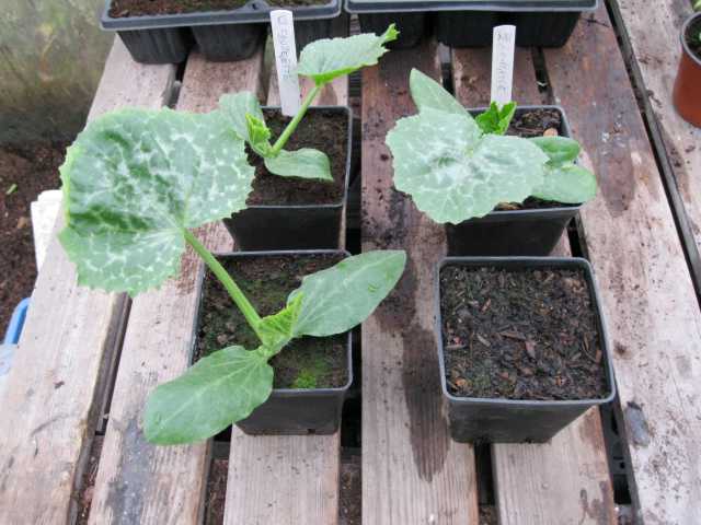 Courgette 10 June 2011