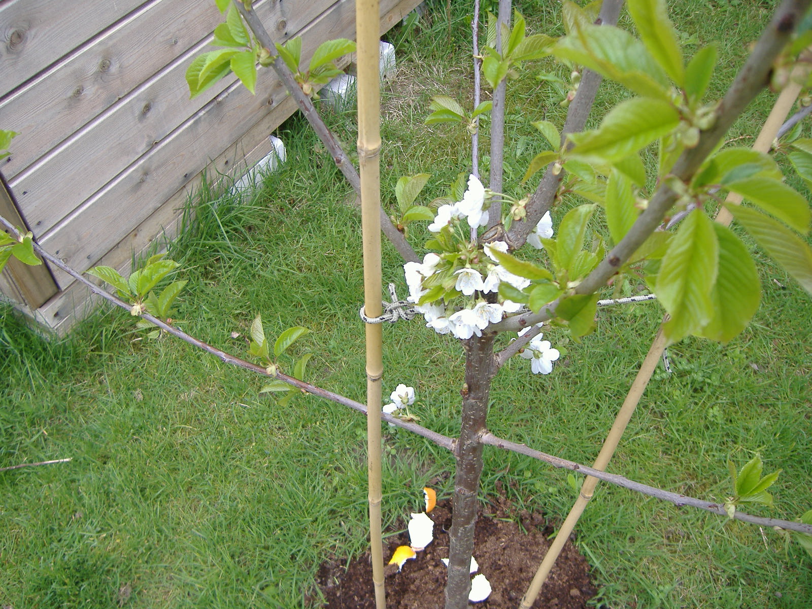 This is one of the cherry trees ,only one cherry though