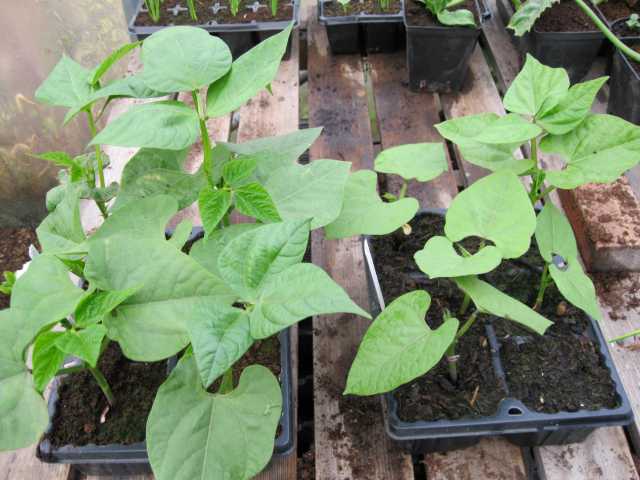 Bean Cherokee Trail of Tears 18 June 2011<br /><br />Clover to left - New Horizon to right