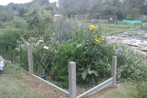 A view of my Nature / Bee area on one of my two plots. It is effectively Nature/Bee area for the whole site now that cultivation levels are near 100%.