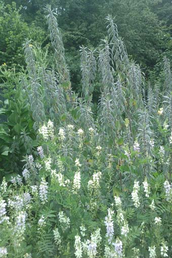 Two of my Bee plants whose names I do not know.