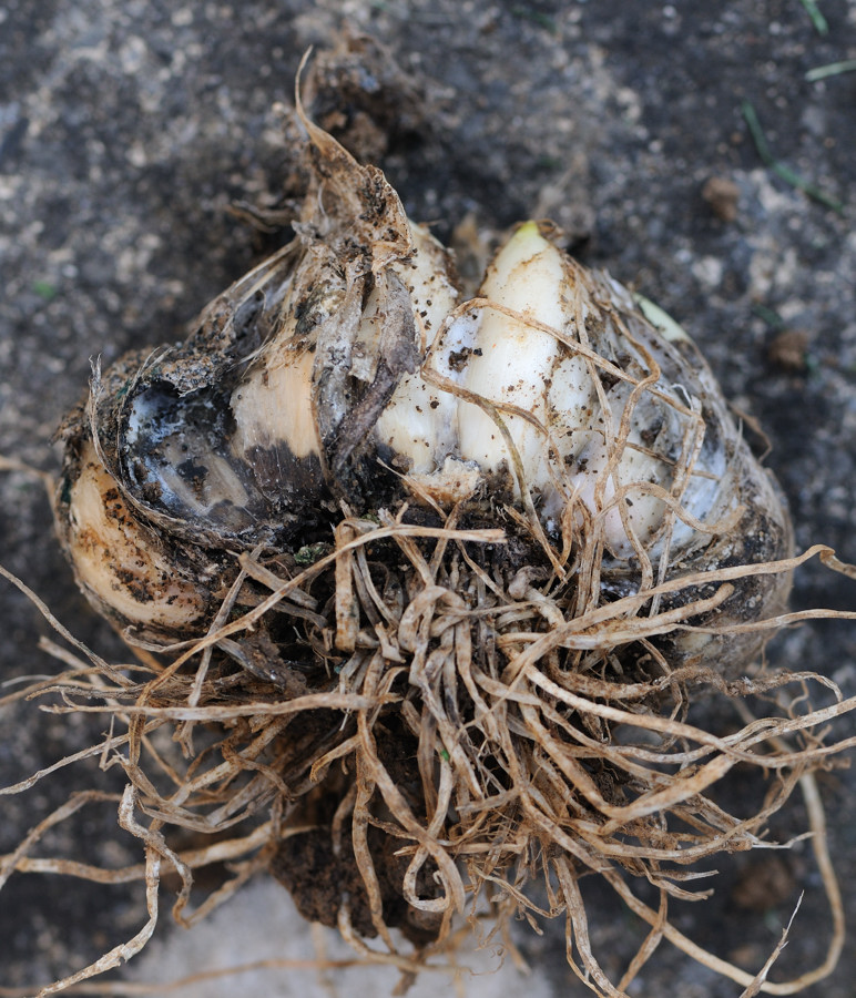 4767 Garlic - rot 1.jpg