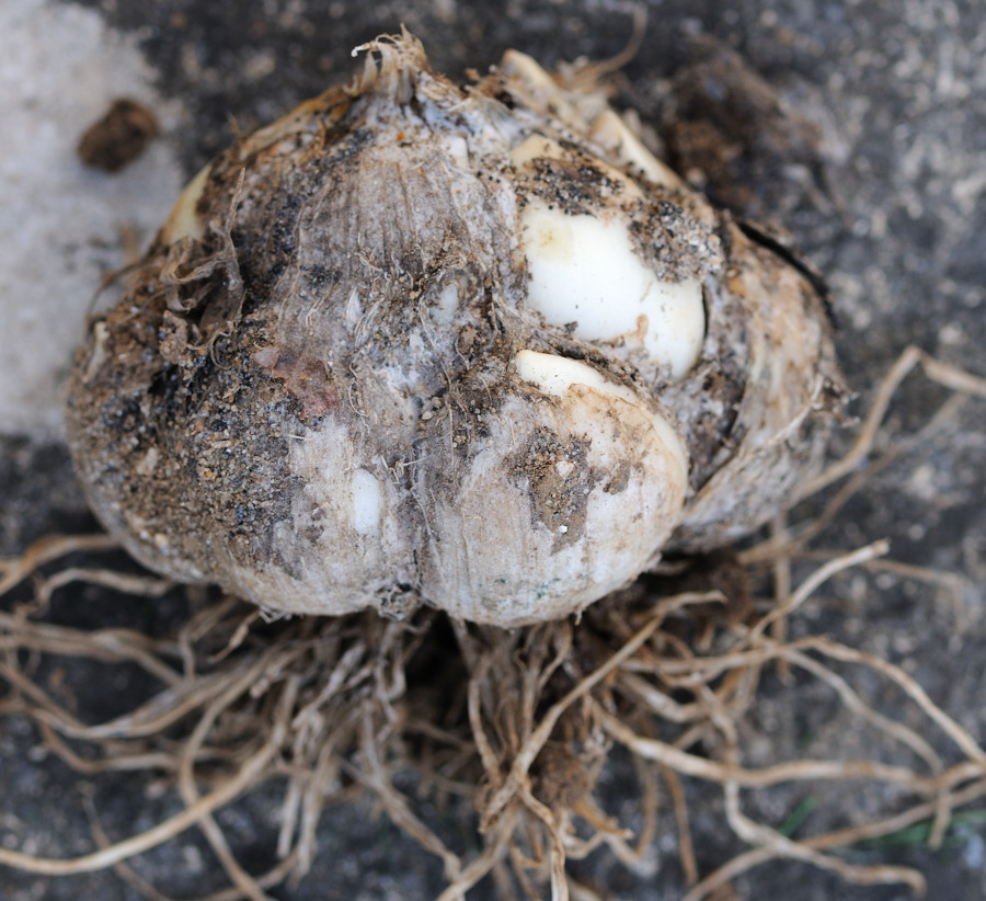 4766 Garlic - rot 2.jpg