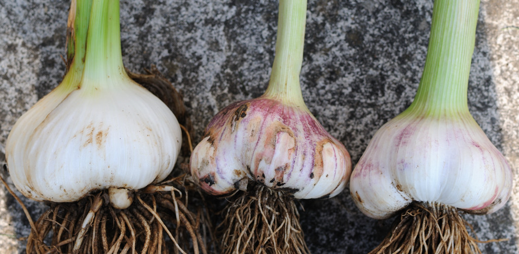 4765 - 2011 Garlic.jpg