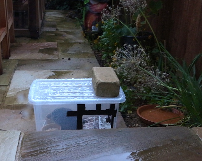 hedgehog in feed station.jpg