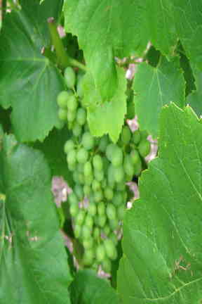 grapes -2.jpg