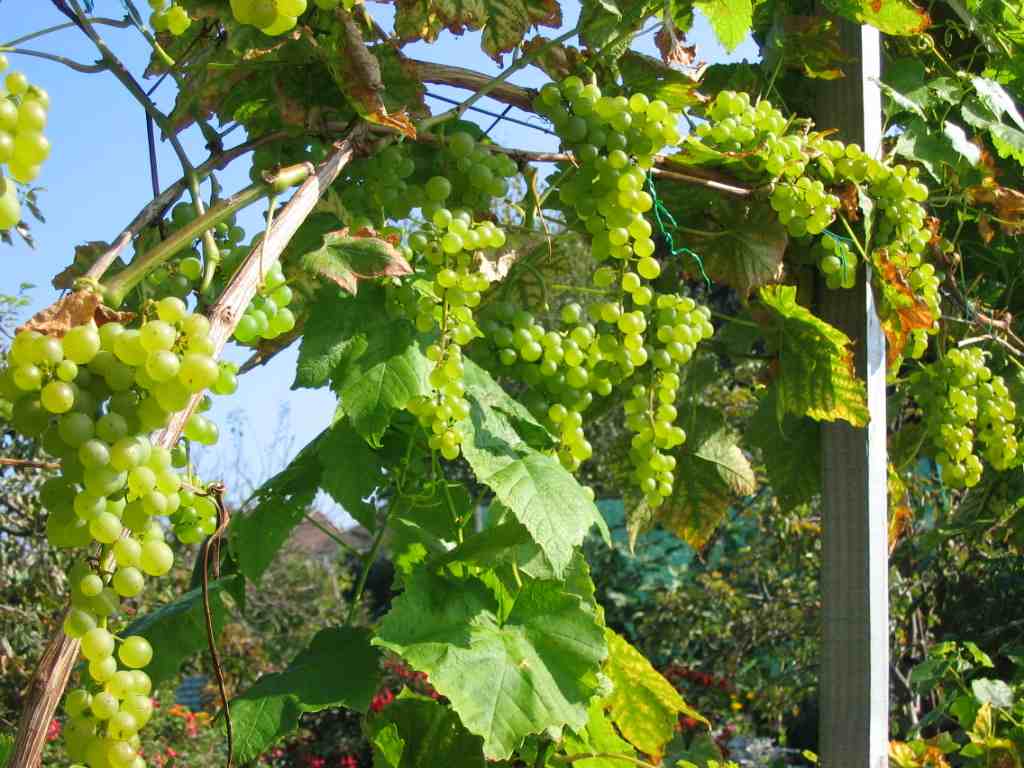 IMG_0277 -grapes.jpg