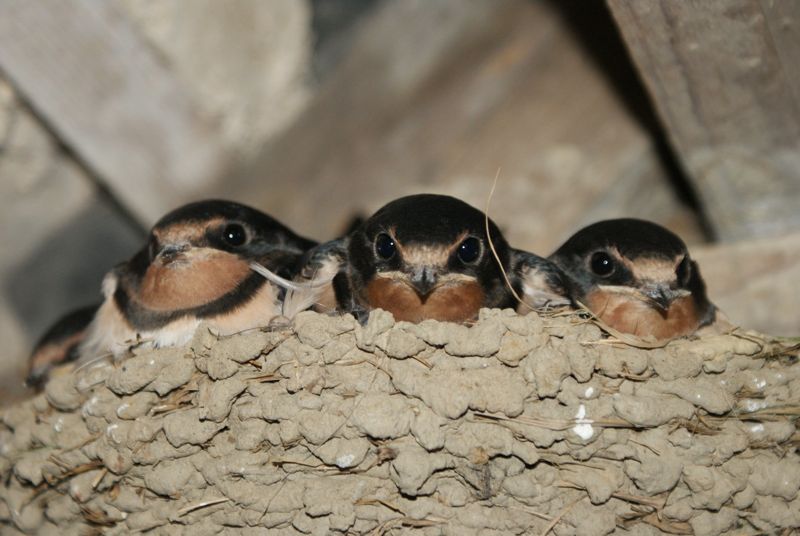 Leigh's Swallows 2.jpg