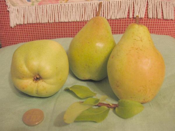 Pears 24-9-11.jpg