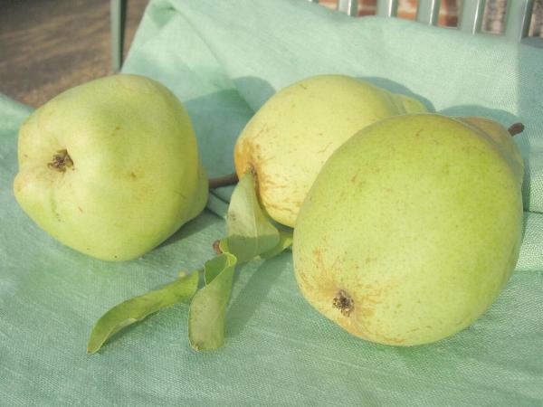 Pear 25-9-11.jpg