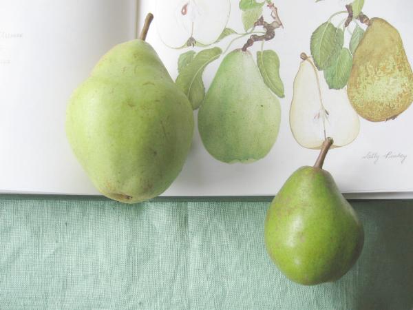 Pears 25-9-11.jpg